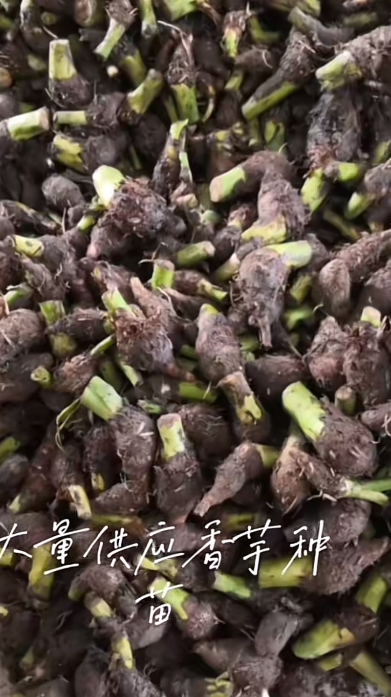 广西万亩基地炮弹芋种子种苗