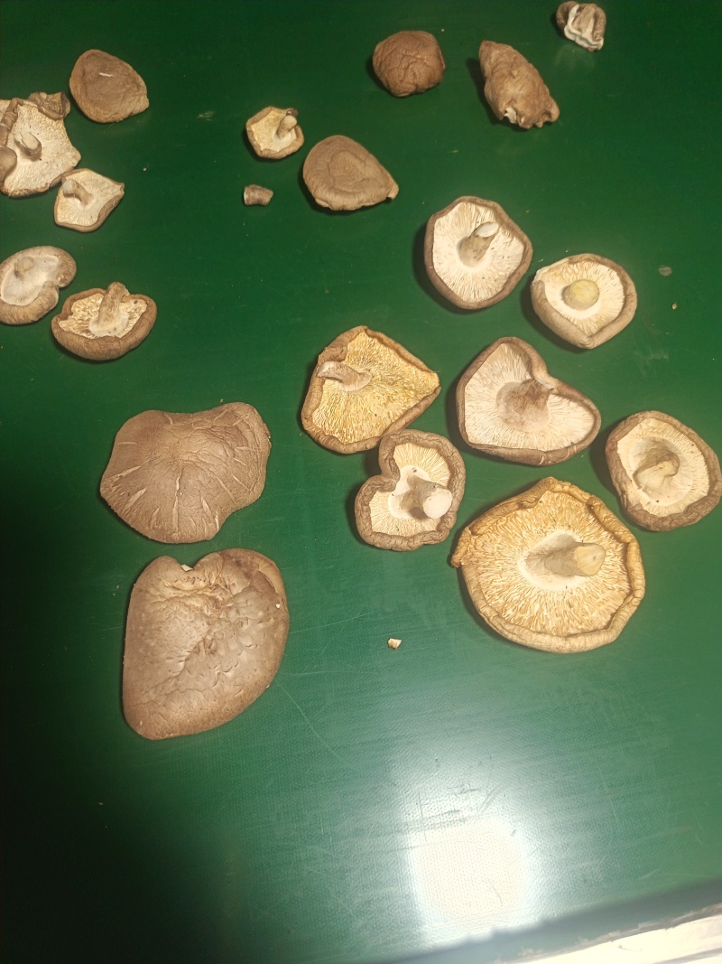 干香菇大片，精选加工，去除杂质，大量供应