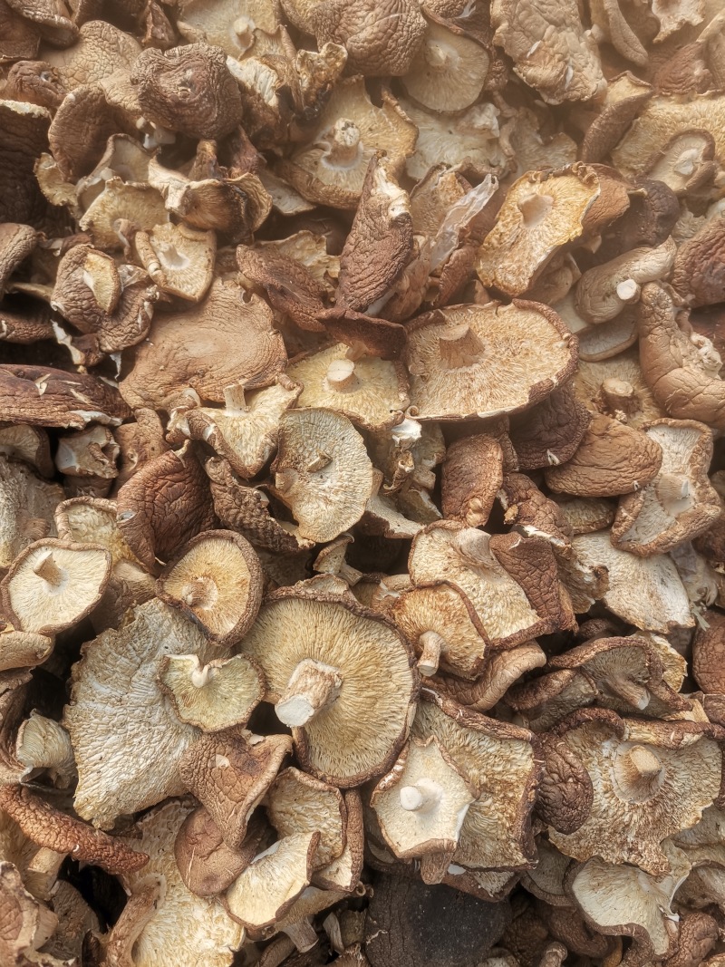 干香菇大片，精选加工，去除杂质，大量供应