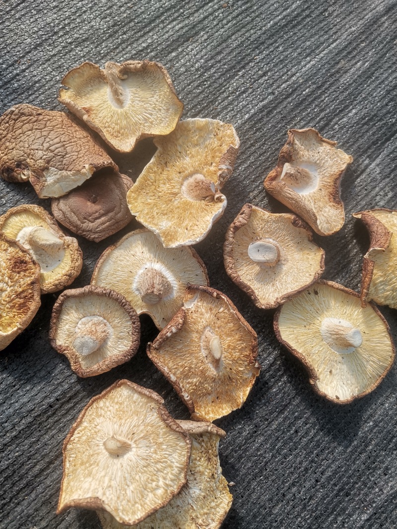 干香菇大片，精选加工，去除杂质，大量供应