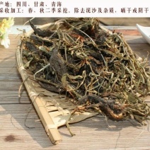 中药甘松甘菘干松根香草香松甘香松排草辛料钓鱼香料调料