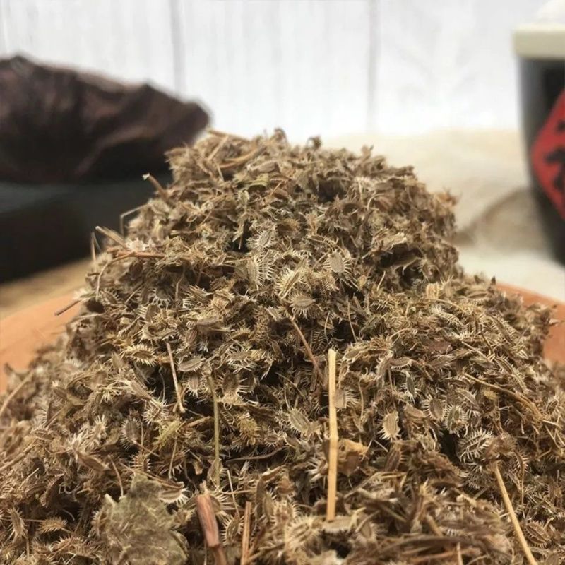 中药材鹤虱野生鹤虱/窃衣子/北鹤虱/虱子草包邮