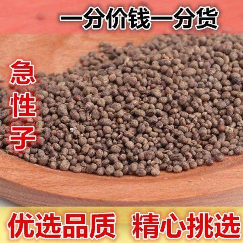 中药铺中草药新货正品急性子金凤花子凤仙子指甲