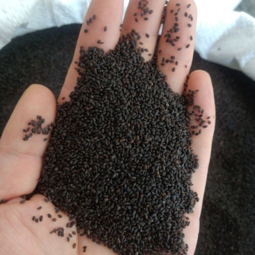 正宗台湾特级兰香子南眉籽珍珠果泡茶泡装批发价可食用明列子