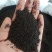 正宗台湾特级兰香子南眉籽珍珠果泡茶泡装批发价可食用明列子