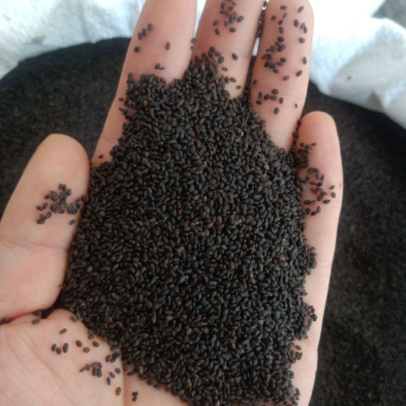 正宗台湾特级兰香子南眉籽珍珠果泡茶泡装批发价可食用明列子