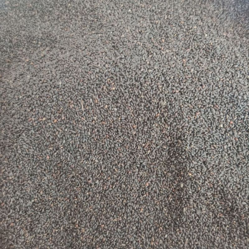 正宗台湾特级兰香子南眉籽珍珠果泡茶泡装批发价可食用明列子