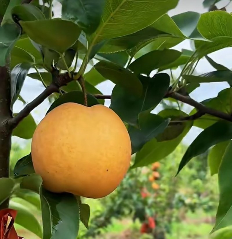 山东秋月梨