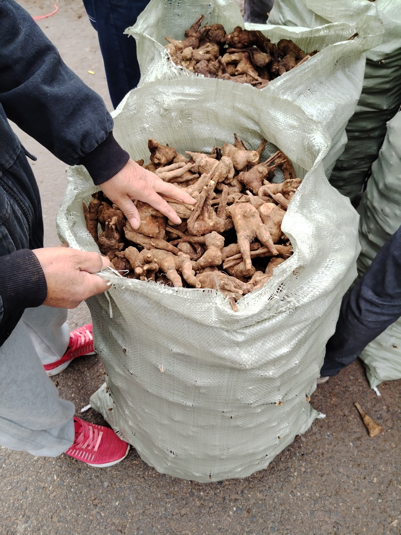 白术
