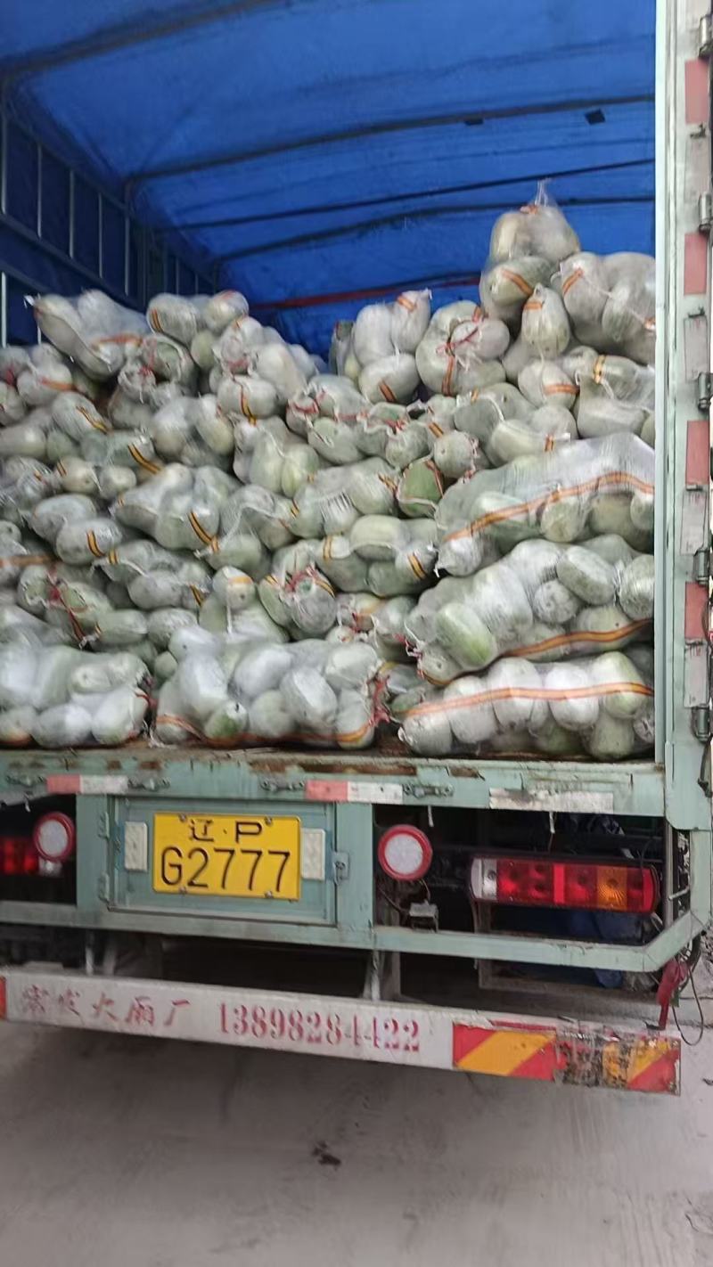小冬瓜水果冬瓜大量上市中，个头好销量美丽，欢迎新老客户前
