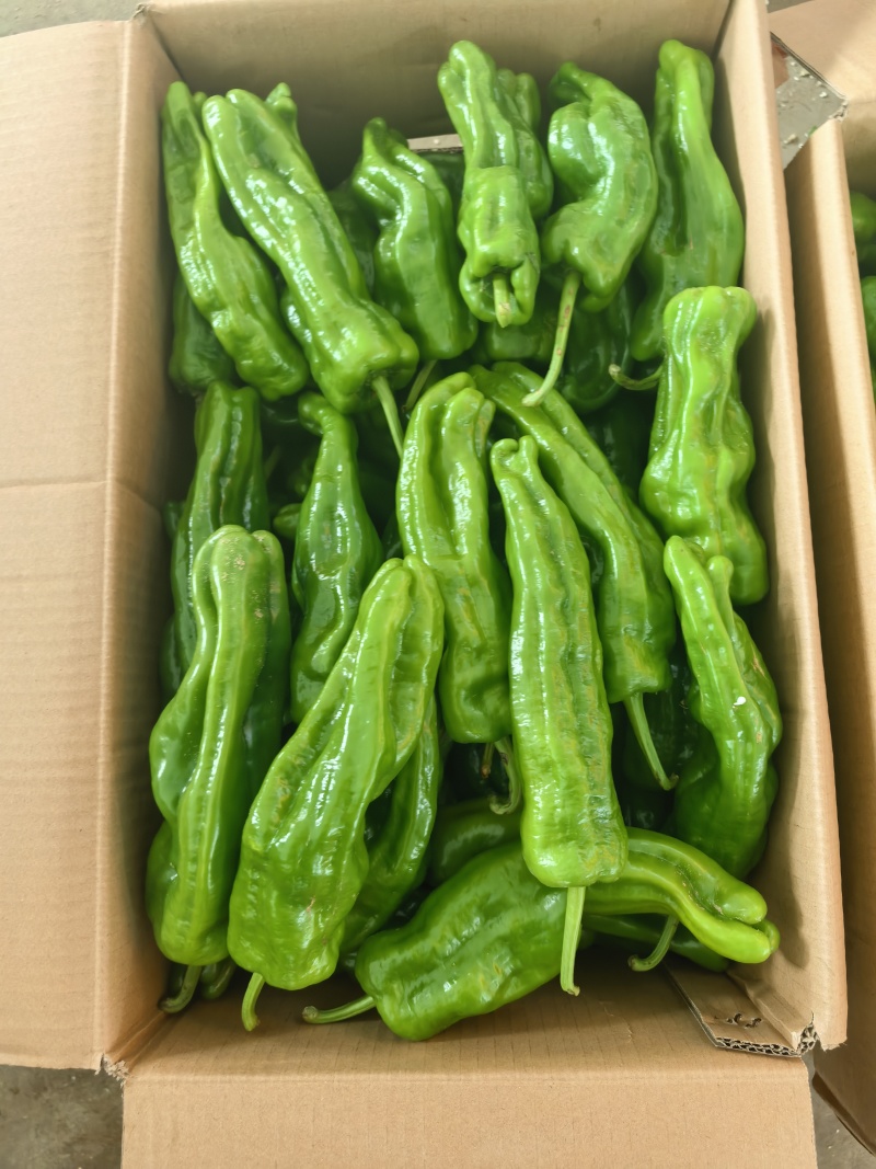 芜湖椒，薄皮椒，五号线椒，龙椒大量上市中产地直发量大从优