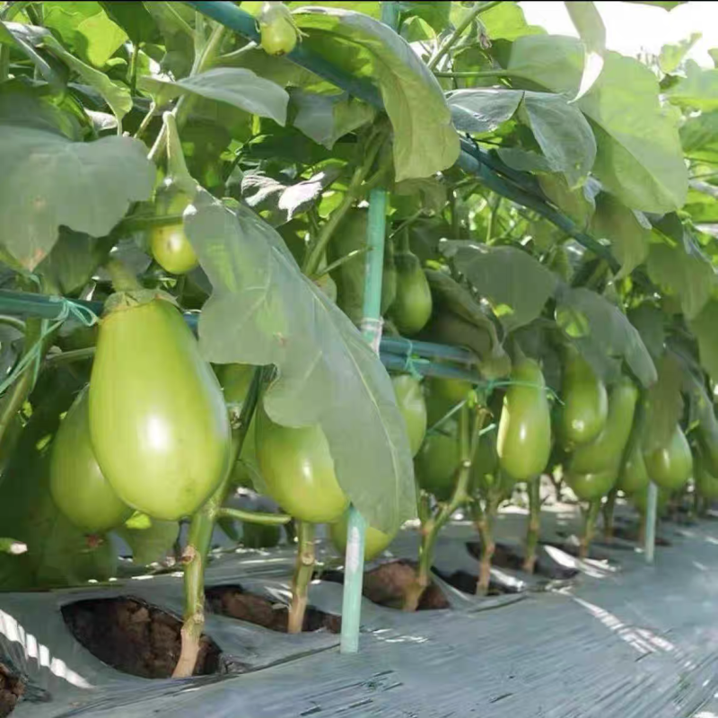 青圆茄子产地一手货源支持视频看货保质保量欢迎订购