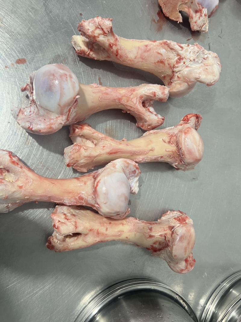牛棒骨筋没有碎筋，整条大块精修少油熟食专用