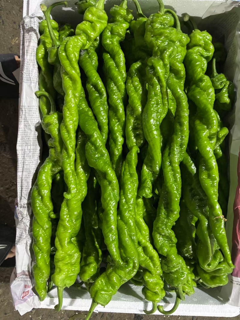 临沂辣椒鲜辣椒泡椒芜湖椒薄皮椒皱皮辣椒尖椒螺丝椒全国接单