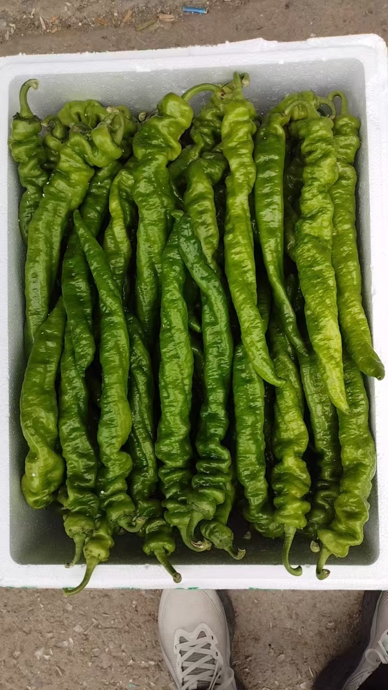 临沂辣椒鲜辣椒泡椒芜湖椒薄皮椒皱皮辣椒尖椒螺丝椒全国接单