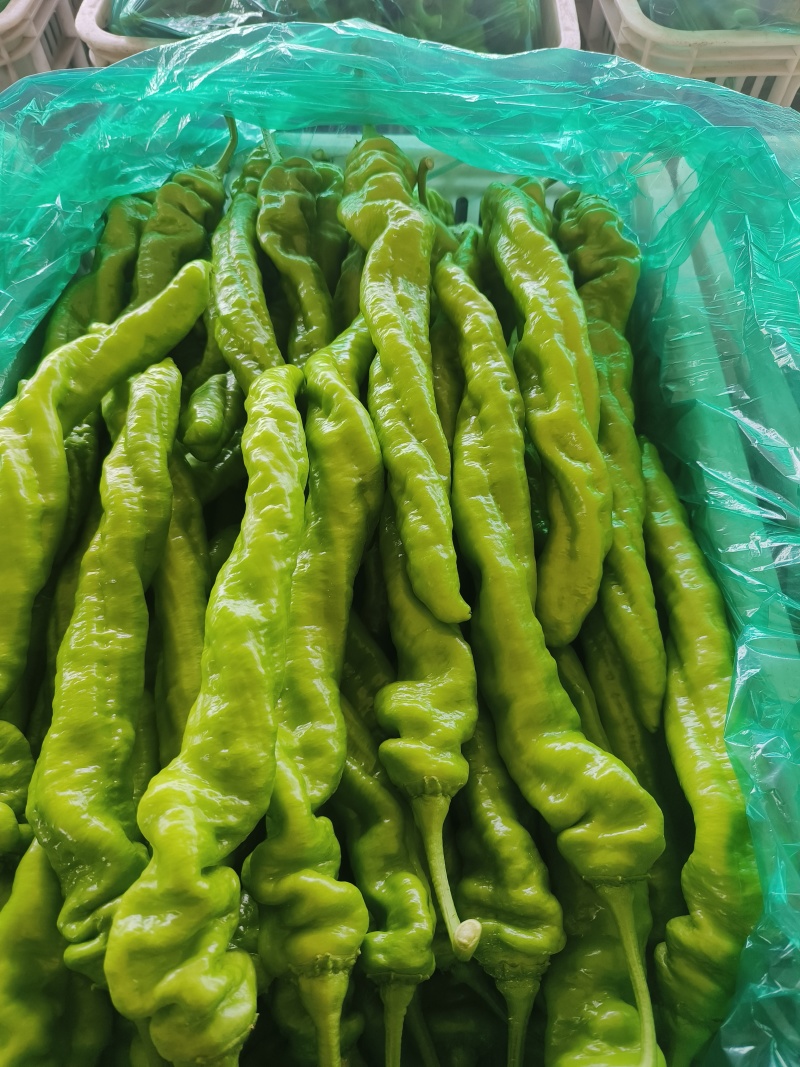 临沂辣椒鲜辣椒泡椒芜湖椒薄皮椒皱皮辣椒尖椒螺丝椒全国接单