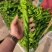 临沂辣椒鲜辣椒泡椒芜湖椒薄皮椒皱皮辣椒尖椒螺丝椒全国接单