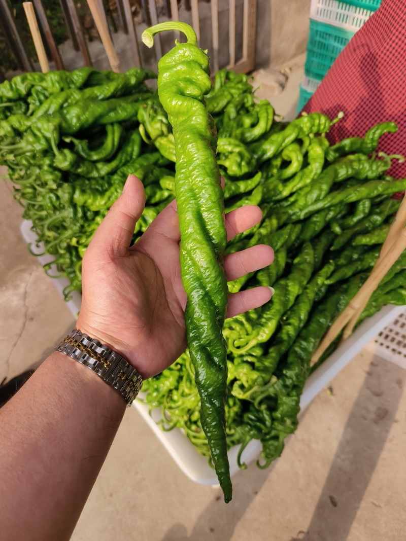 临沂辣椒鲜辣椒泡椒芜湖椒薄皮椒皱皮辣椒尖椒螺丝椒全国接单