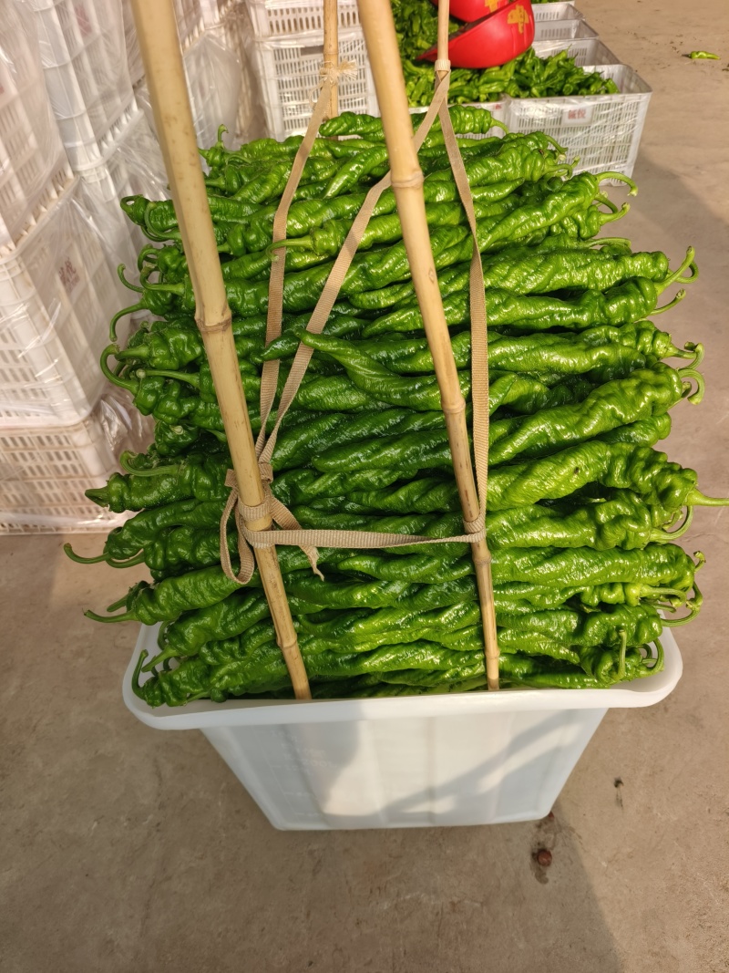 临沂辣椒鲜辣椒泡椒芜湖椒薄皮椒皱皮辣椒尖椒螺丝椒全国接单