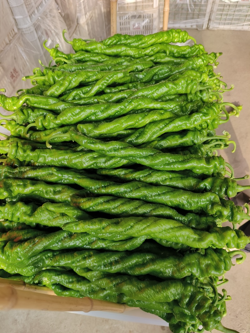 临沂辣椒鲜辣椒泡椒芜湖椒薄皮椒皱皮辣椒尖椒螺丝椒全国接单