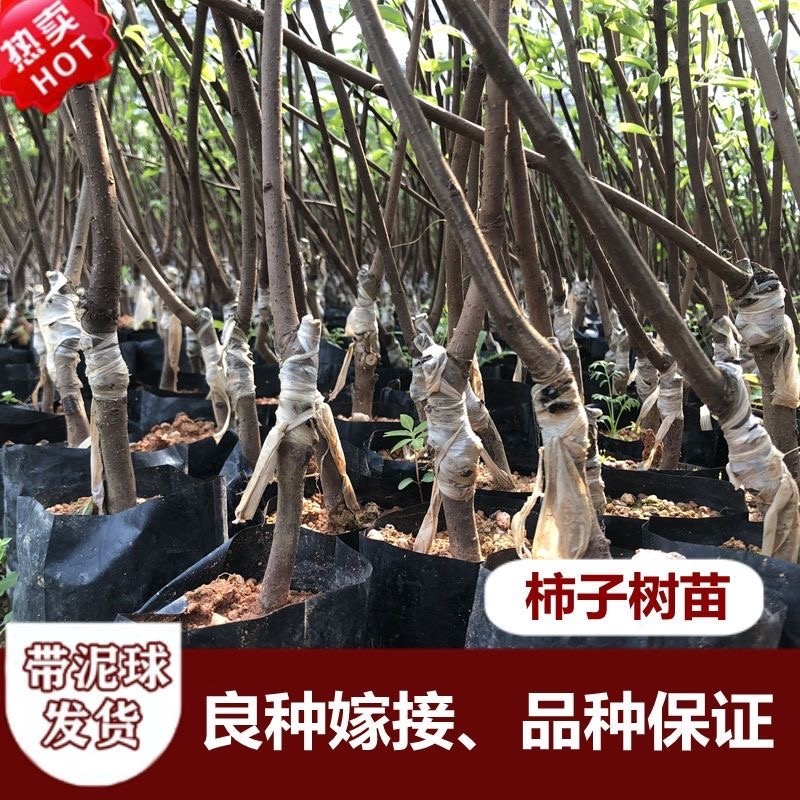 精品嫁接柿子树苗阳丰脆甜柿火晶磨盘柿子