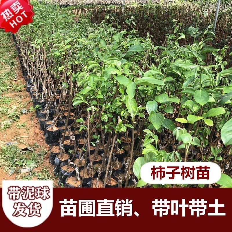 精品嫁接柿子树苗阳丰脆甜柿火晶磨盘柿子