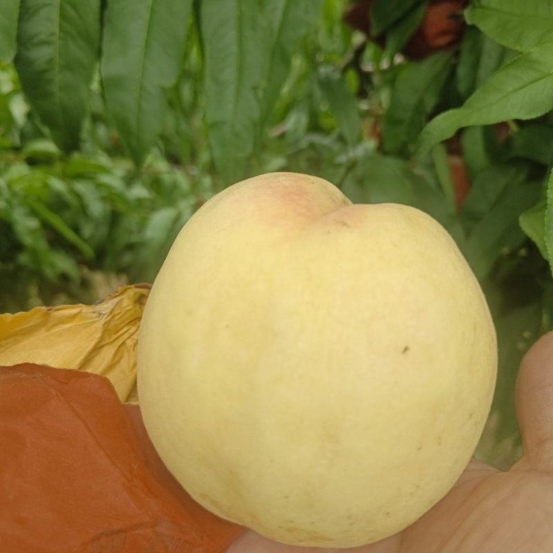 黄河滩大甜桃