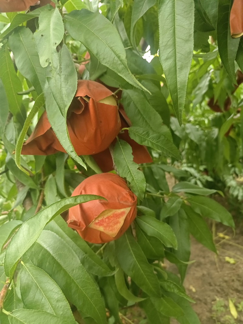 黄河滩大甜桃