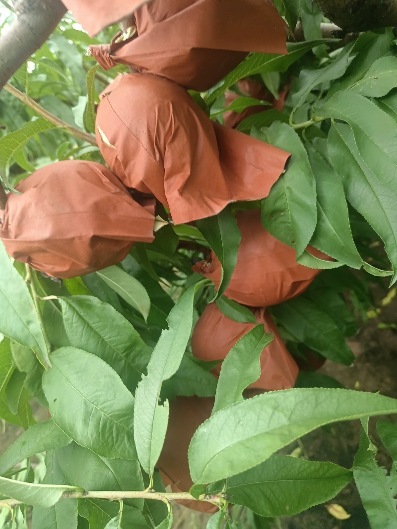黄河滩大甜桃