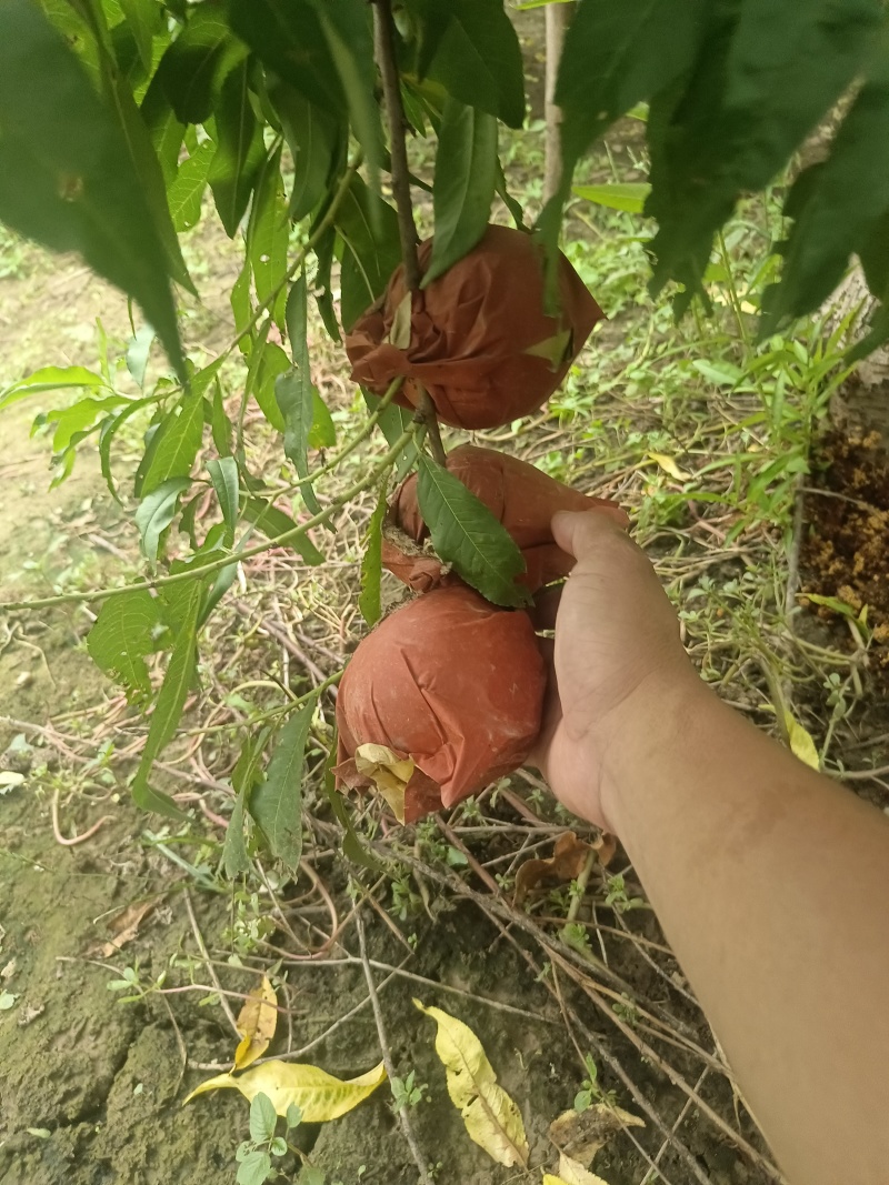 黄河滩大甜桃