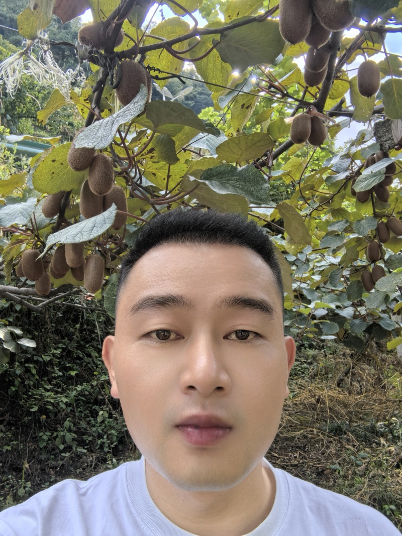 自己种植修文贵长猕猴桃奇异果