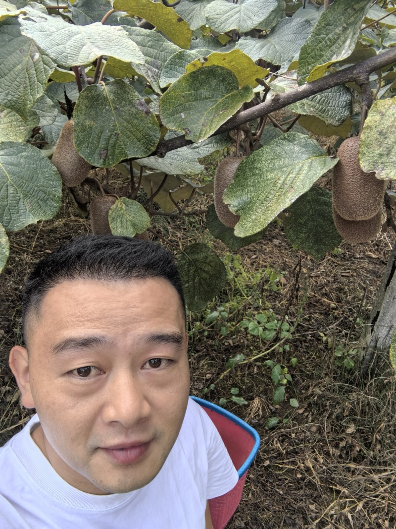 自己种植修文贵长猕猴桃奇异果