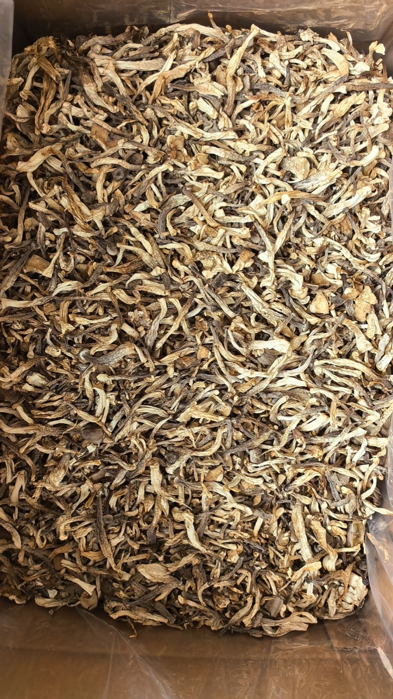 鹿茸菇嫩仔大量现货厂家直销规格齐全全国发货