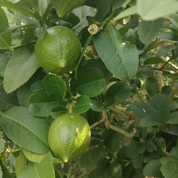 自种香水柠檬价格可议