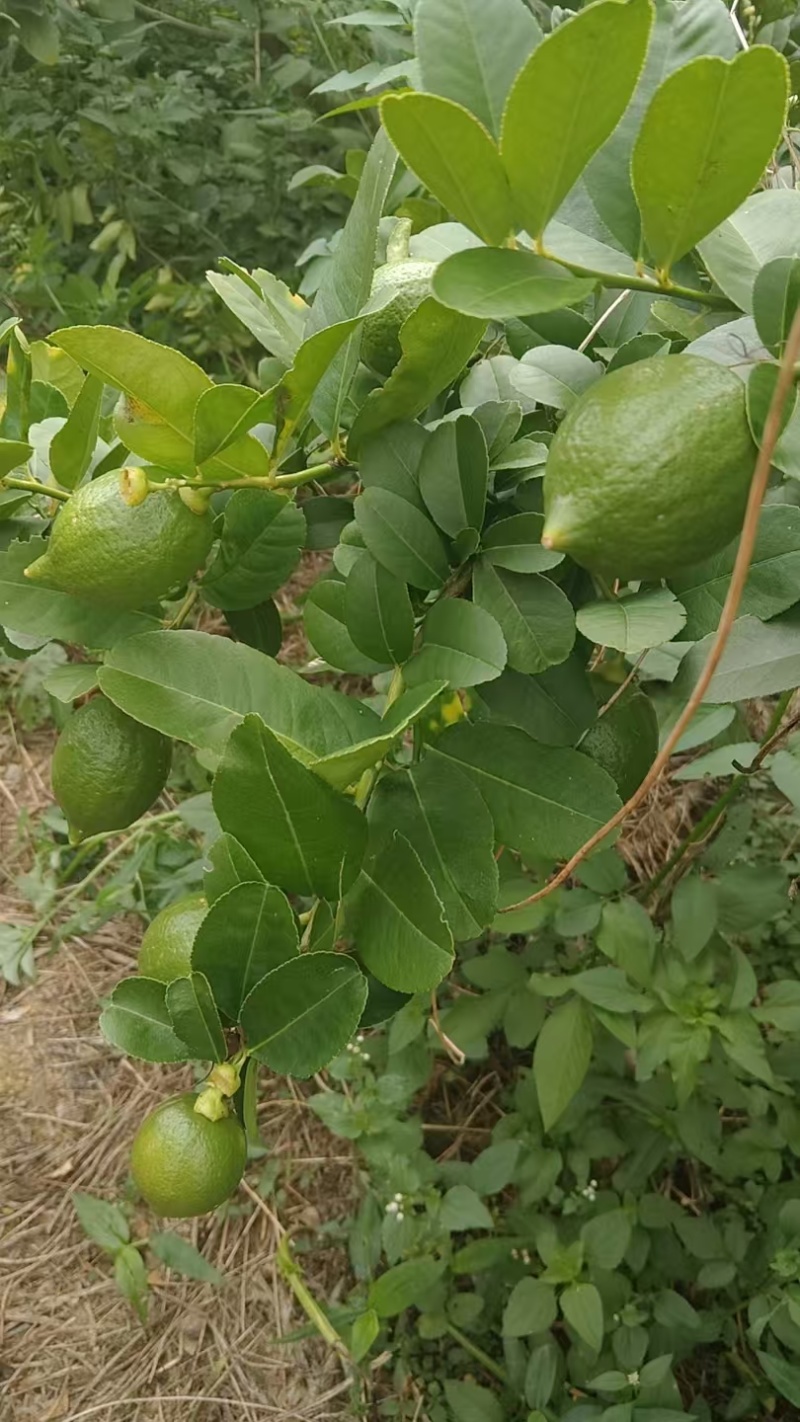 自种香水柠檬价格可议