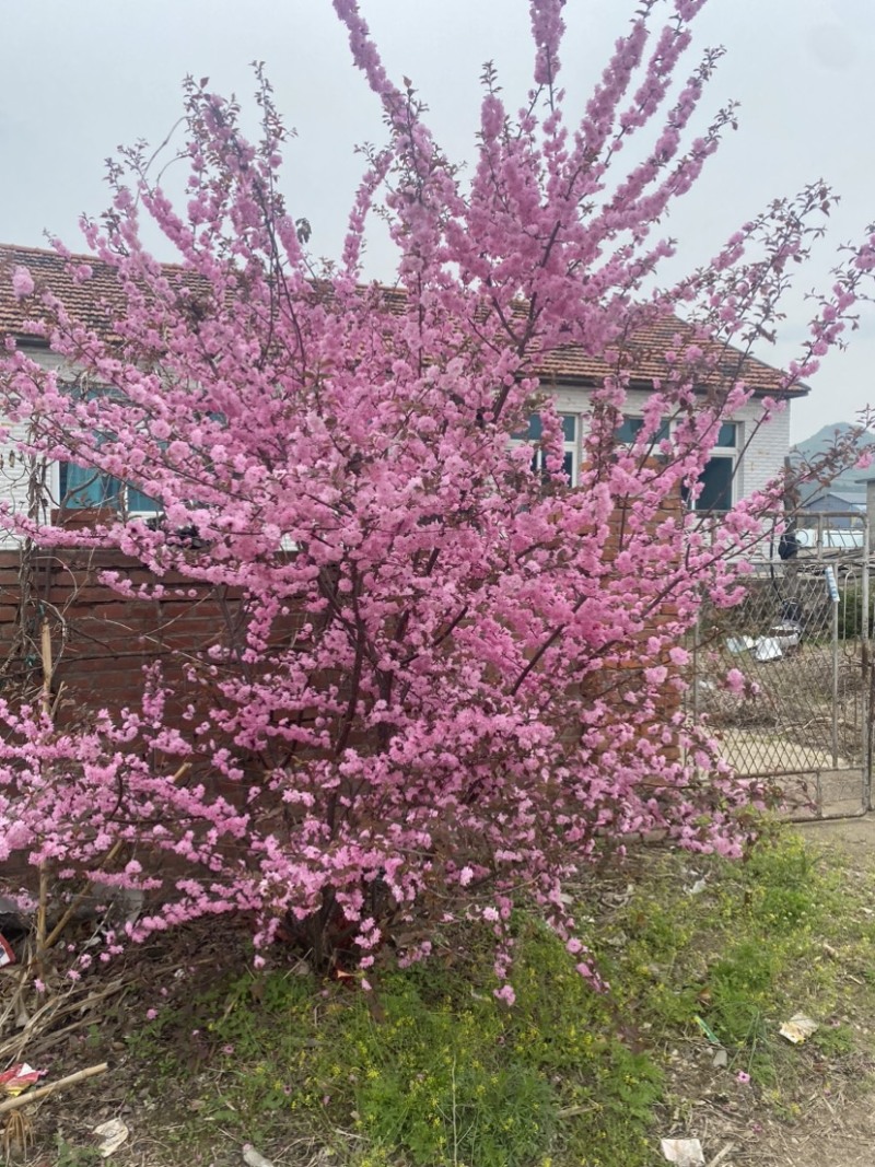 东北辽宁耐寒丛生重瓣红叶榆叶梅绿篱苗产地