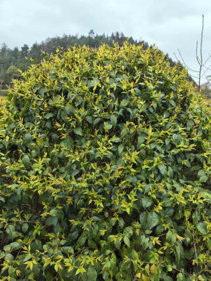 苦丁茶嫩芽大量上市吃，产地直发，品质保证服务周到