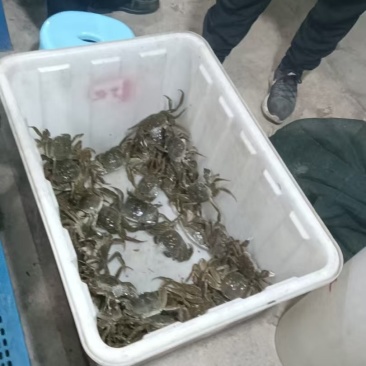 大闸蟹品质保证基地直发品质保证诚信经营