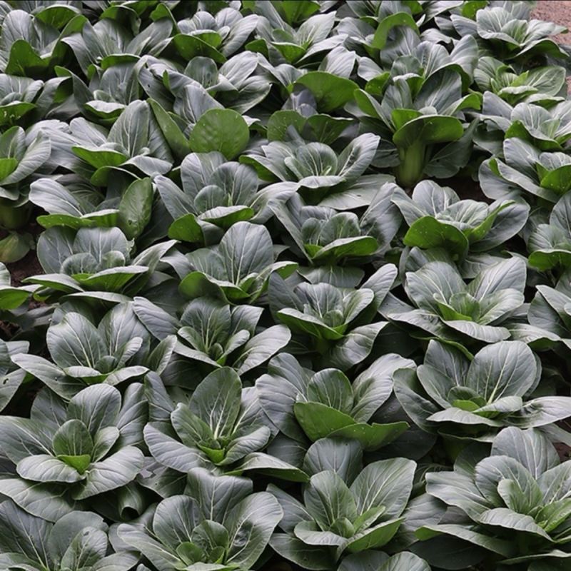 黑叶矮脚油亮苏州青黑大头青菜种籽高产耐寒耐热四季播青菜种