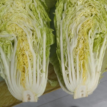 山东潍坊坊子黄旗堡义和秋上市了，欢迎老板来电洽谈！