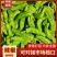 河南夏邑产地直供301辣椒，当日现摘，色泽鲜亮