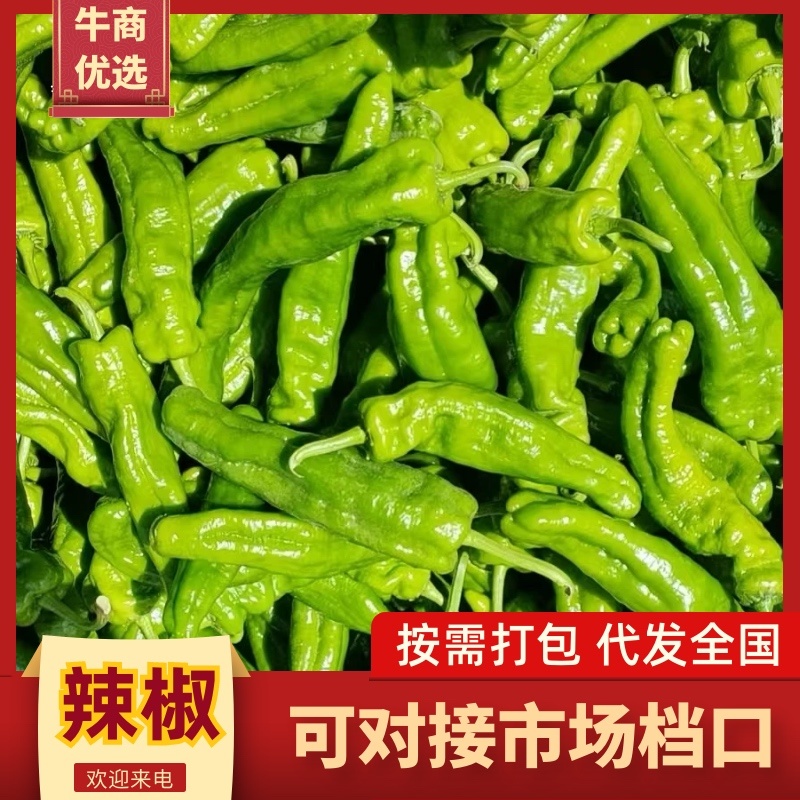 河南夏邑产地直供301辣椒，当日现摘，色泽鲜亮