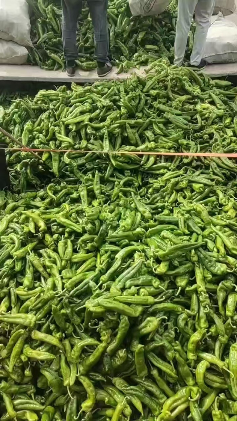 河南夏邑产地直供301辣椒，当日现摘，色泽鲜亮