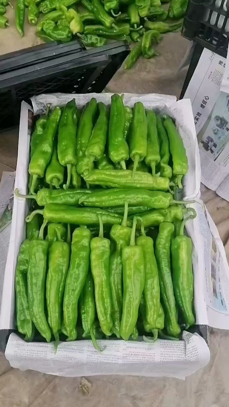 河南夏邑产地直供301辣椒，当日现摘，色泽鲜亮