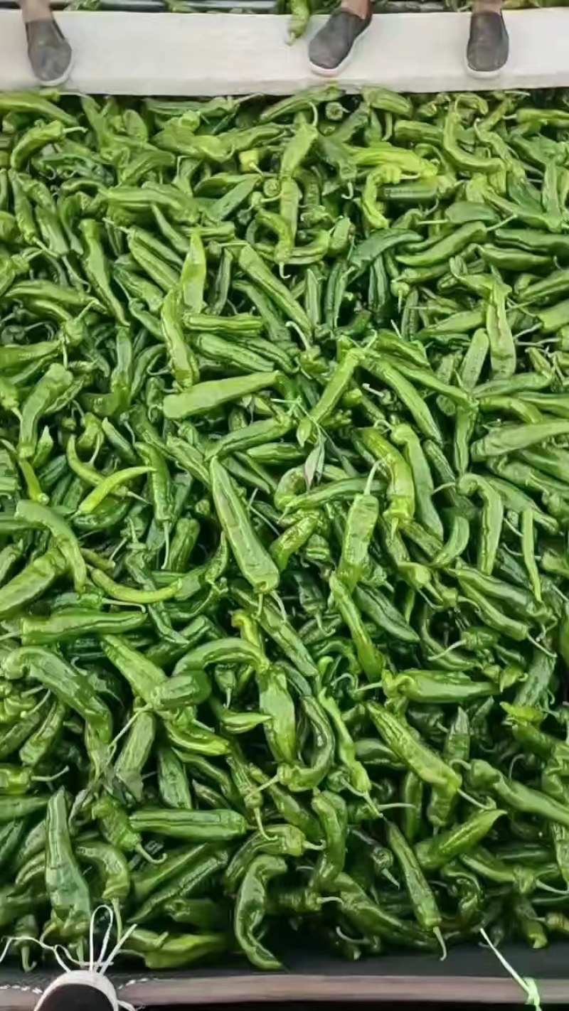 河南夏邑产地直供301辣椒，当日现摘，色泽鲜亮