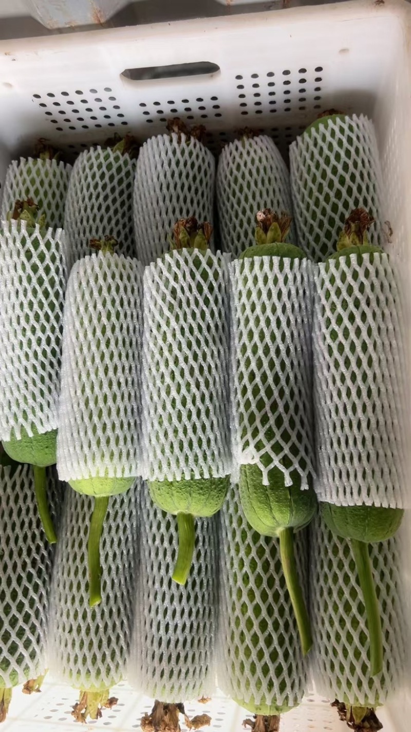 福建肉丝瓜