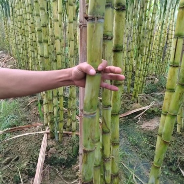 黄金甘蔗