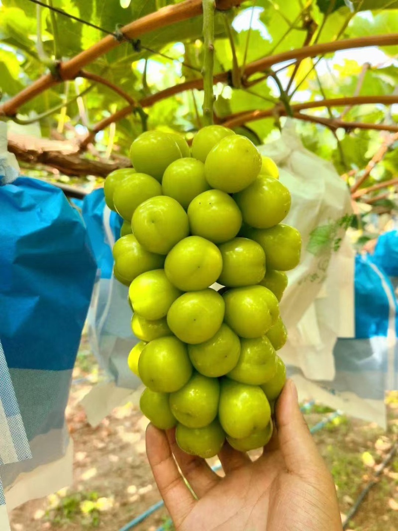 精品阳光玫瑰葡萄产地一手货源可发全国欢迎电联