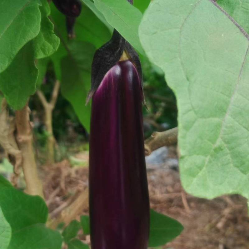 秋茄子上市