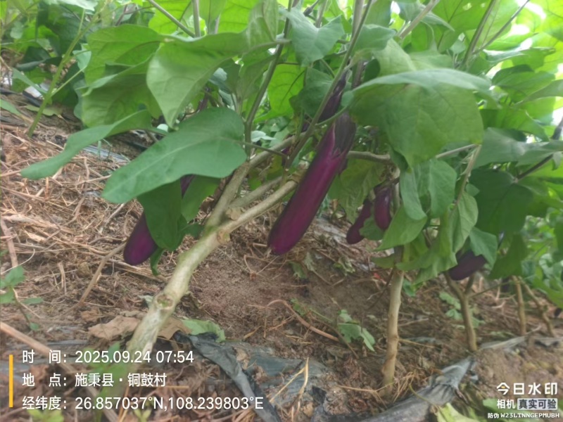 秋茄子上市